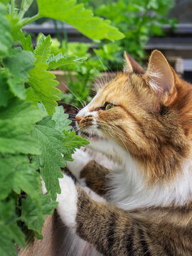 Cat sniffing on catnip leaves/plant, outside. Focus on cat. Blurred foreground leaves with soft background. The long-hair, multicolored kitty is standing with her front paws on the planter.