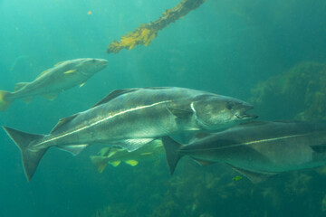 Fototapeta premium Sea Cod fishes under water, Norway