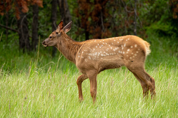 A young elk calf walking in grass