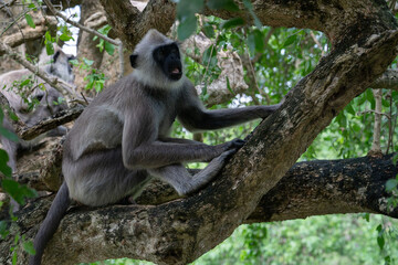 Monkey sitting on the tree in jungle, Sri Lanka