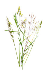 bouquet from beautiful wild grasses like dactylis, brome and reyegrass isolated on a white...