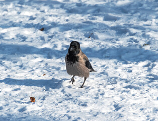 A crow walks in the snow