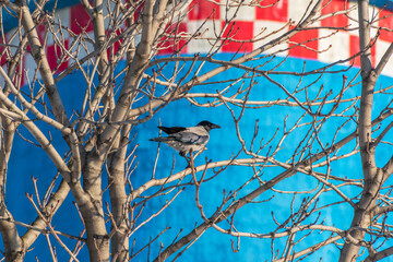 A crow on a tree branch