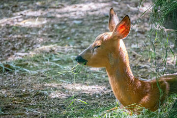 A young sika deer Lying on the ground and grass