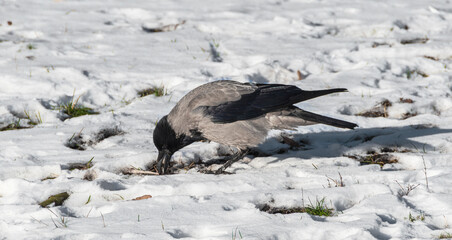 The crow is looking for food