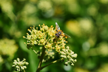 Close up from a hornet mimic hoverfly (Volucella zonaria) on ivy blossoms.