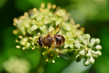 Close up from a hornet mimic hoverfly (Volucella zonaria) on ivy blossoms.