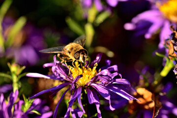 Close-up of bee pollinating Symphyotrichum oblongifolium also known as aromatic American, Fall, Wild Blue or Shale Aster.