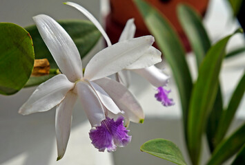Obraz premium Orchids in the greenhouse, Rio, Brazil 