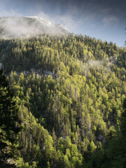 Ein Waldhang im Gesäuse leuchtet in der Morgensonne