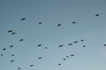 flock of birds