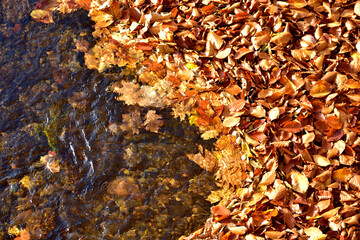 Autumn fallen leaves in the river background.