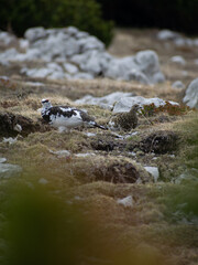 Schneehühner in der bergen