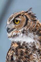 great horned owl