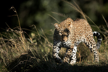 A portrait of Leopard Koboso at Masai Mara, Kenya