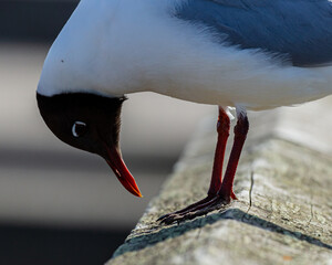 Black Headed Gull.  lone seagull in evening light.