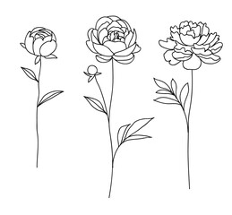 Set of decorative hand drawn flowers isolated on white. Peony. Vector illustration