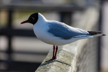 Black Headed Gull.  lone seagull in evening light.
