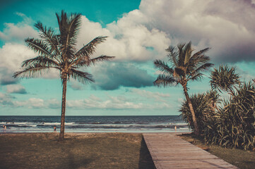 palm trees on the beach