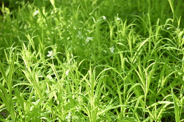 Green grass on the lawn