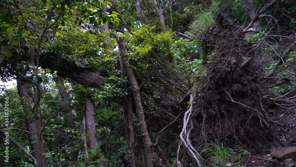 Poster a huge tree uprooted by strong winds during the storm - static shot