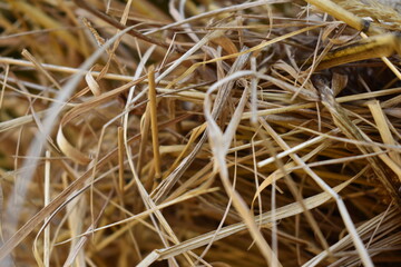 dry straw close up