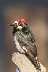 Woodpecker 