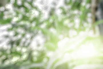 green grass background