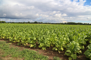 Green tobacco plants on a field in Rhineland-Palatinate