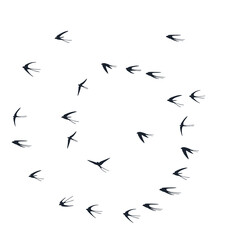 Flying martlet birds silhouettes vector illustration. Nomadic martlets school isolated on white. 