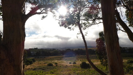 Portrait of Sintra