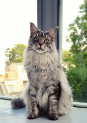 Naklejka na ściany i meble A magnificent maine coon silver. It is a large breed of cat with a beautiful fur.