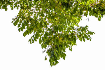green leaves isolated on white background