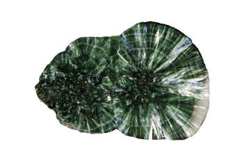 Seraphinite isolated on white background. Texture of green polished Seraphinite specimen. Gem...