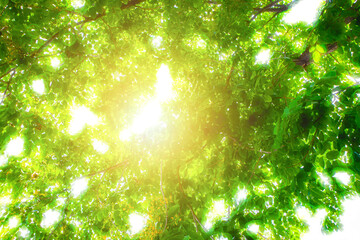 sun rays through the forest