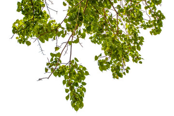 green leaves isolated on white