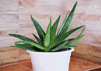 aloe plant in white pot. minimal style home decor. close up view. hipster interior. aloe vera flower on a shelf. home garden or city jungle concept. healing herbs for skin. alternative medicine.