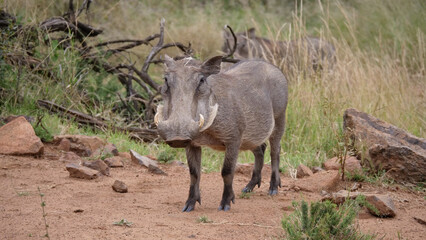 Warthog at the Pilanesberg National Park Game Reserve