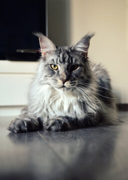 A magnificent maine coon silver. It is a large breed of cat with a beautiful fur.