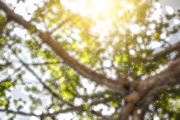 Green abstract, forest, blurred background