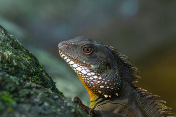 close up of iguana