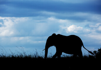 Silhouette of a Elephant, Masai Mara