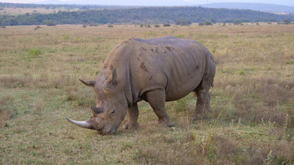Obraz premium White rhino eating grass