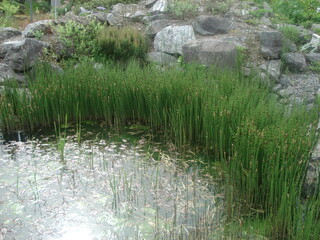 Saftiges Seegras am Teich