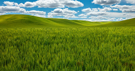 Green wheat field and blue sky on the Palouse, Washington © Matt Schmitt