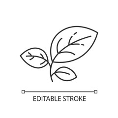 Sprout linear icon. Growing leaves. Seedling and cultivation. Foliage for gardening. Thin line customizable illustration. Contour symbol. Vector isolated outline drawing. Editable stroke