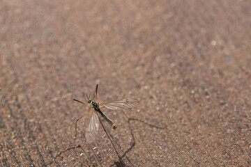 a Large mosquito sits on wood in the sun