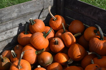 A closeup of a group of pumpkins in a crate