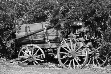 Fototapeta na wymiar A black and white photo of a wagon in the bushes