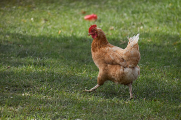 A chicken walks across the grass